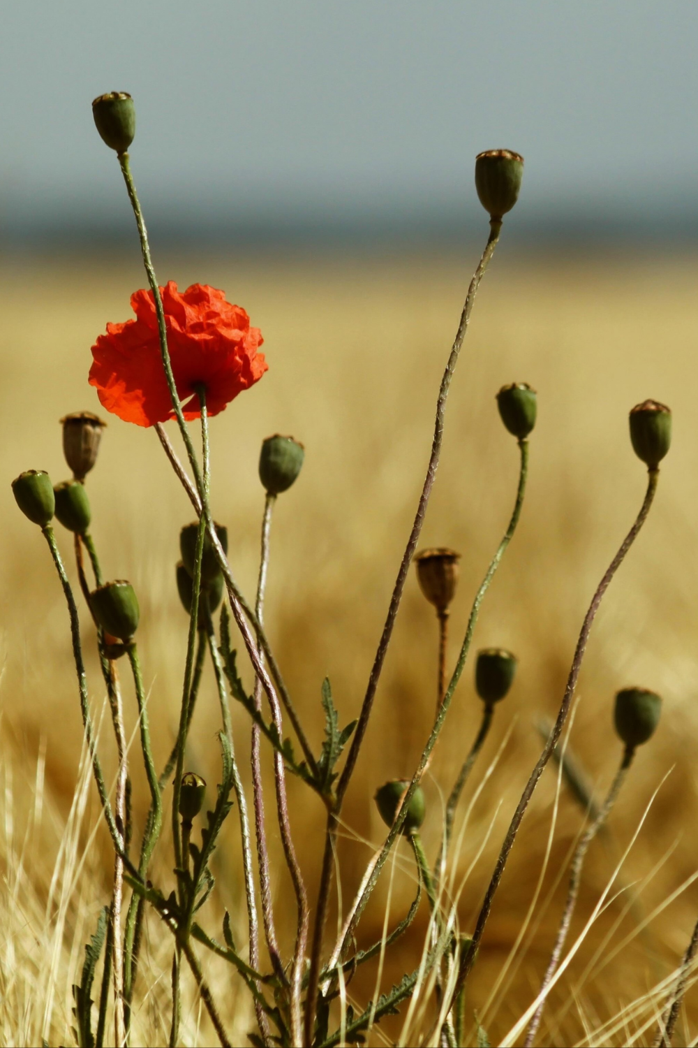 Home untitled design (2)